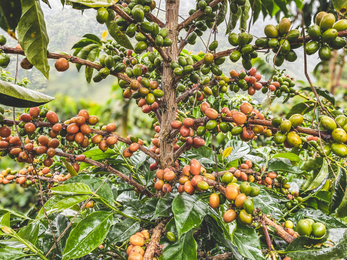 Decaf El Nevado