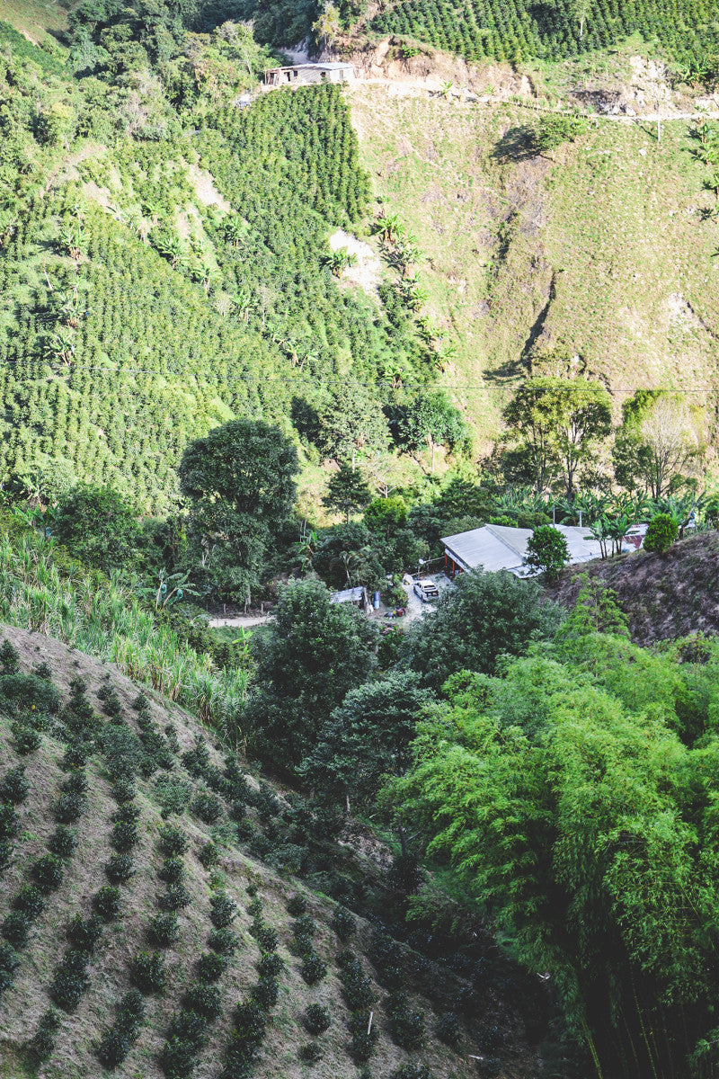 Reinel Borbon's Rosado