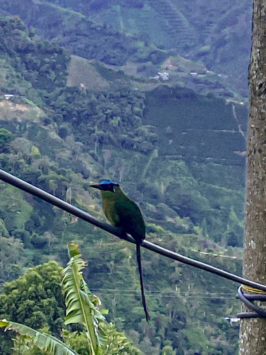 Robinson & Luis' Gesha