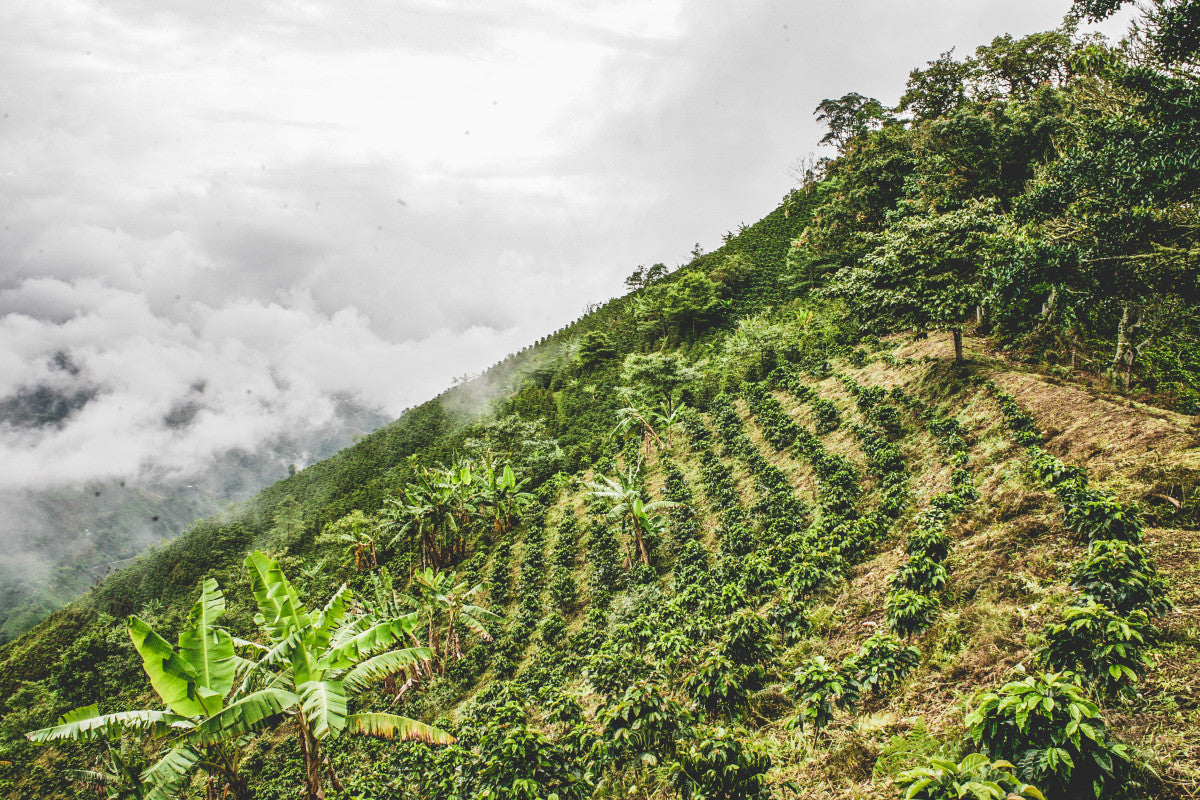 Ernedis Rodriguez Field Blend