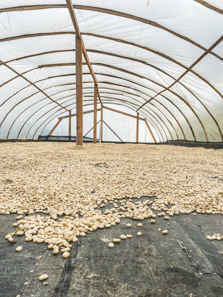 Ernedis Rodriguez - Sidra