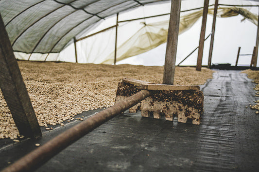 Ernedis Rodriguez - Sidra