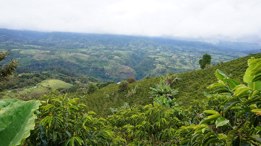 Servio Botina - Pink Bourbon