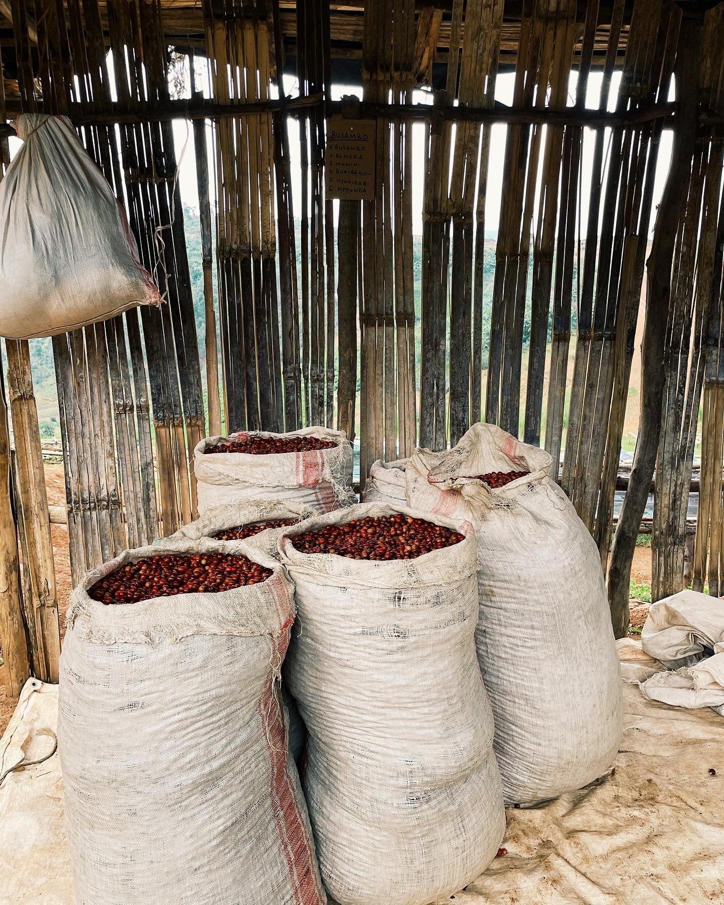 Bags of red coffee cherries in a rustic setting with wooden walls.