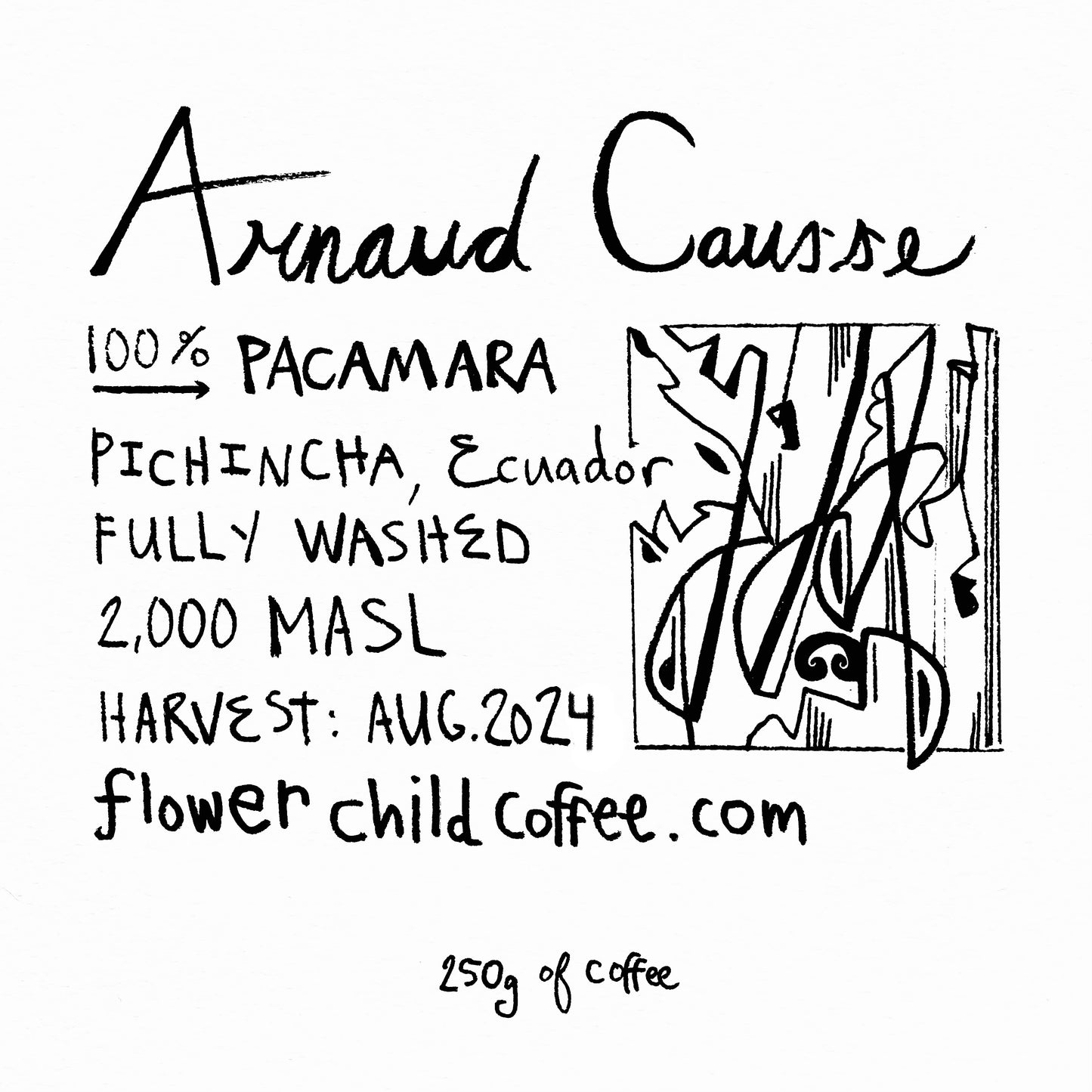 Arnaud Causse Pacamara