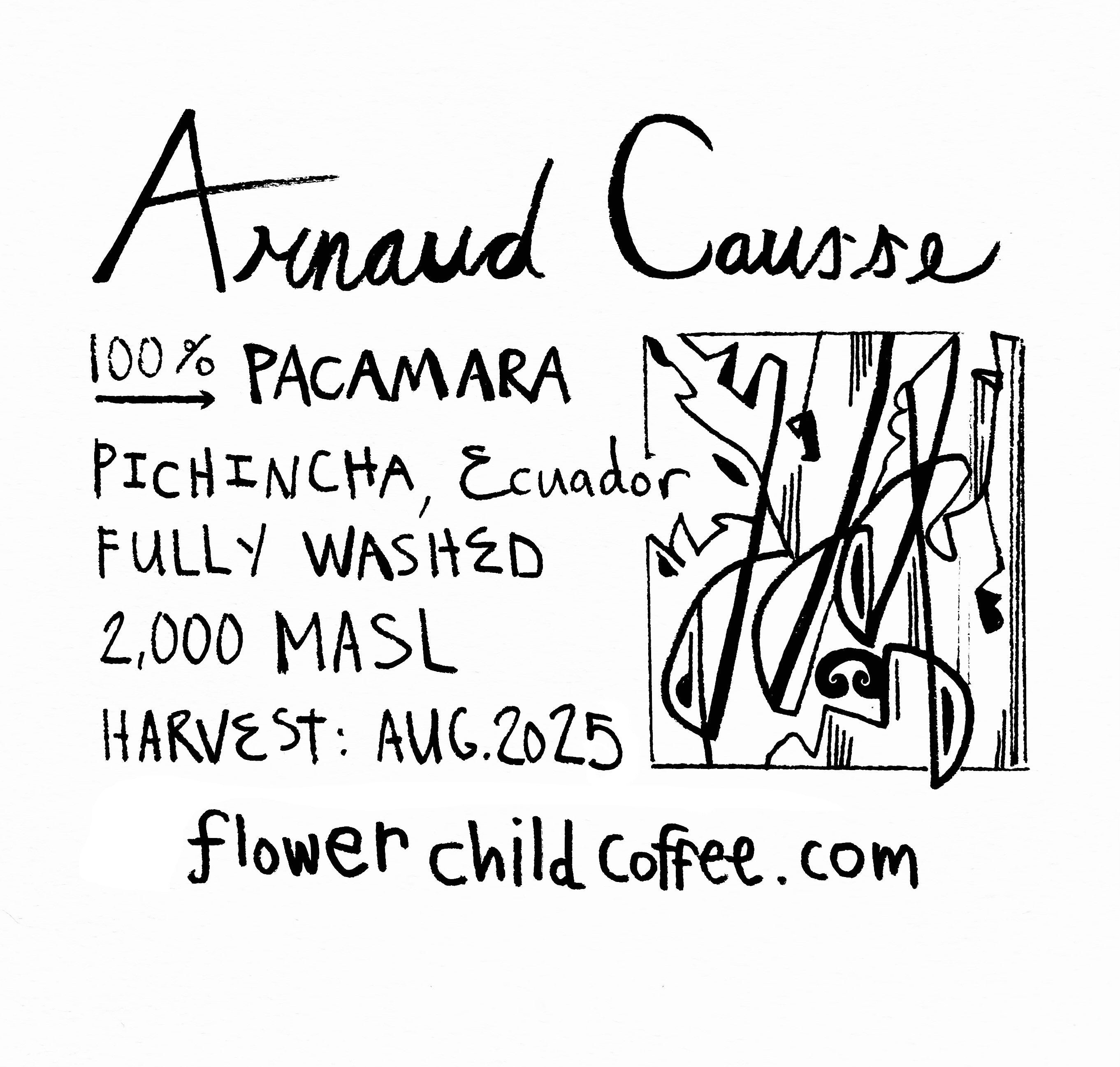 Photo of Arnaud Causse - Pacamara