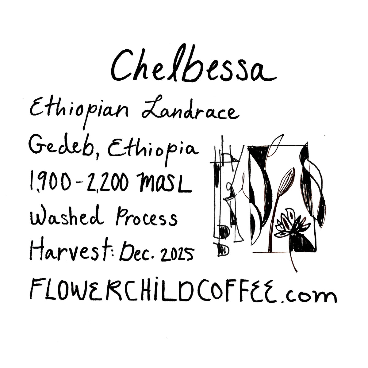 Photo of Chelbessa