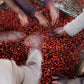 People sorting red coffee fruit on a large pile.