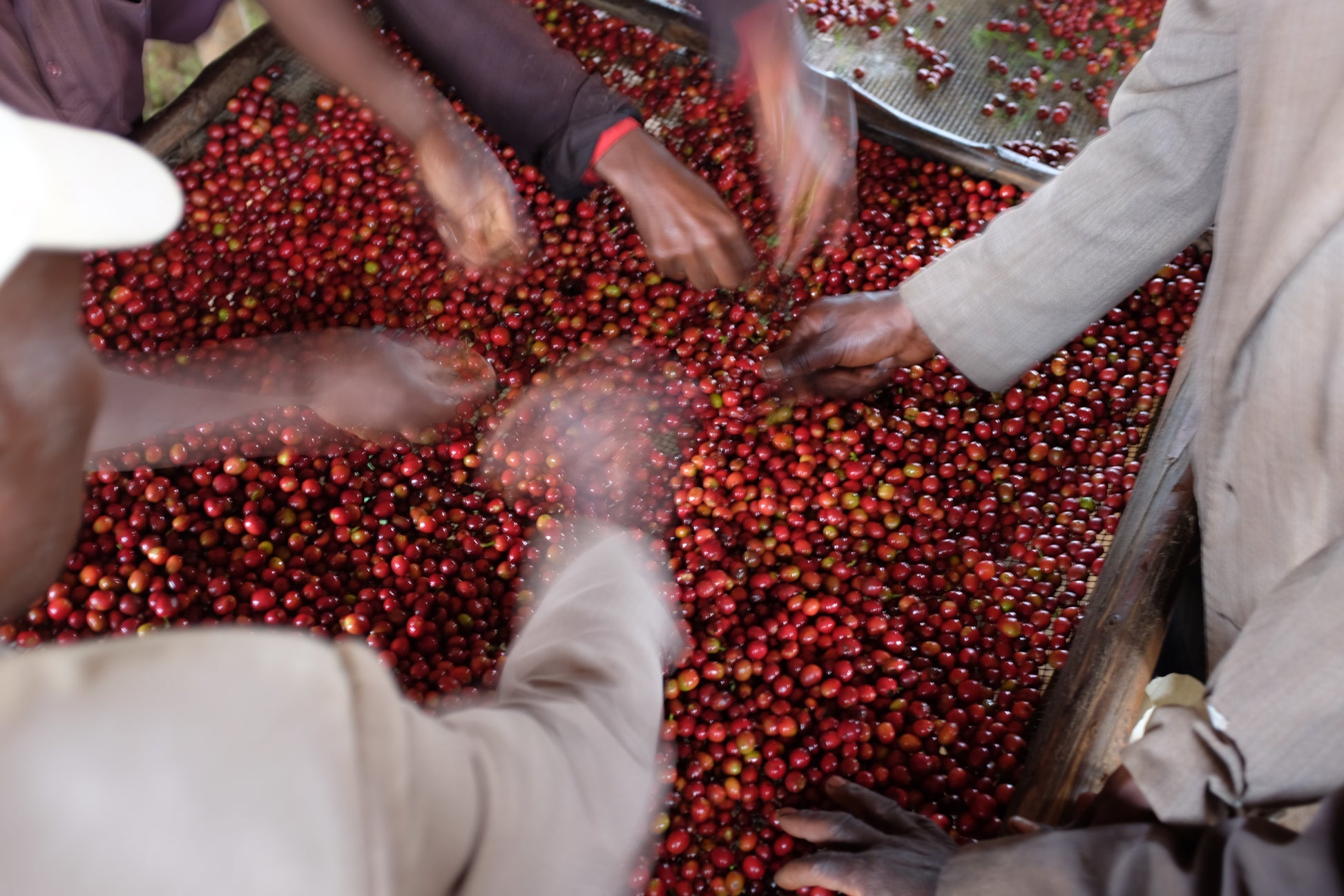 People sorting red coffee fruit on a large pile.