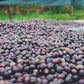 Drying coffee beans on a surface with a blurred natural background