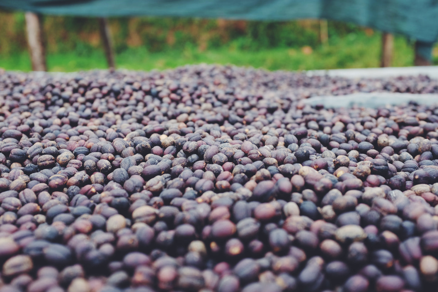 Drying coffee beans on a surface with a blurred natural background