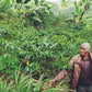 Man standing among coffee trees in a coffee plantation