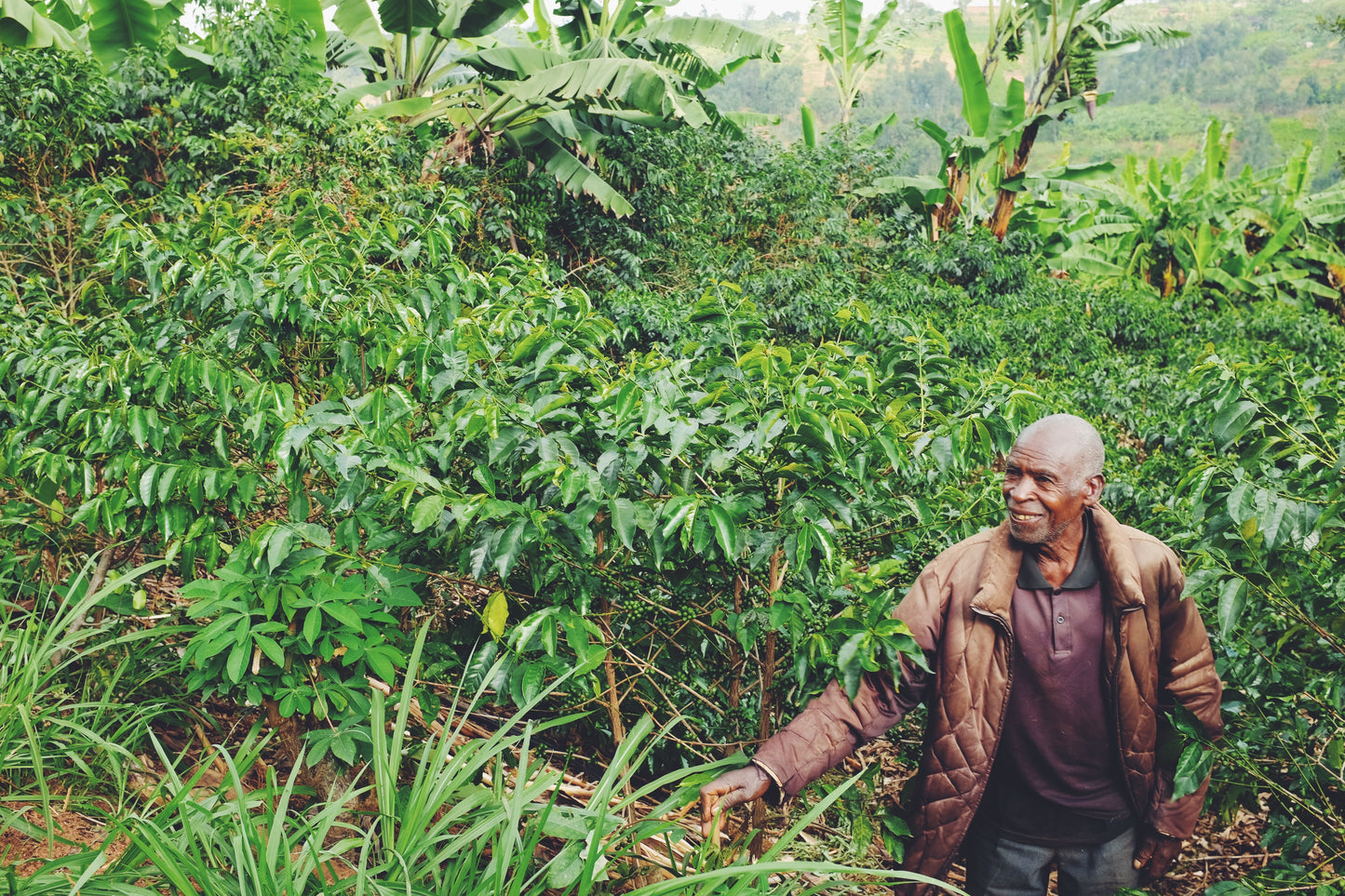 Man standing among coffee trees in a coffee plantation