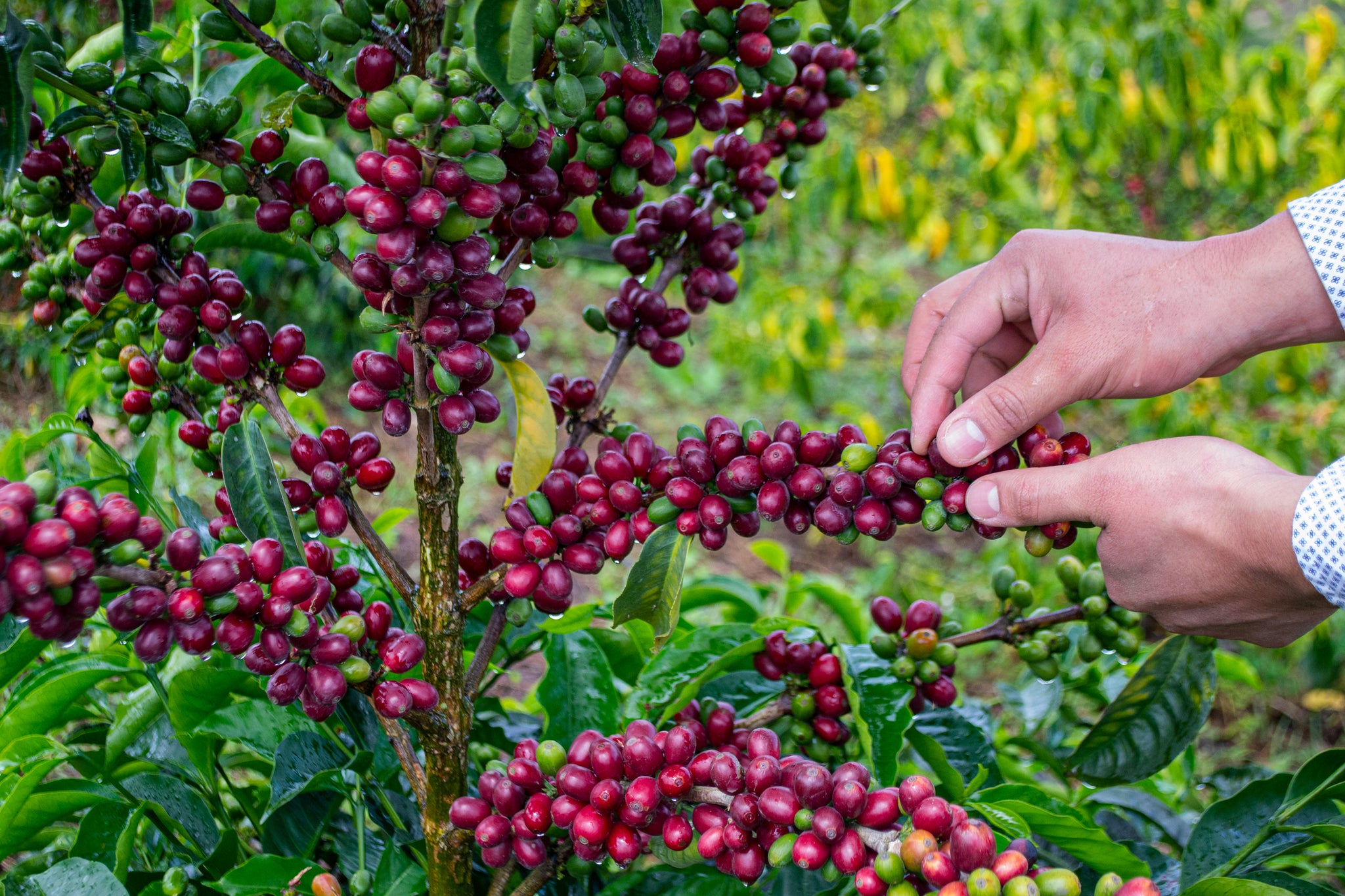 Juan Peña FLOWER CHILD COFFEE