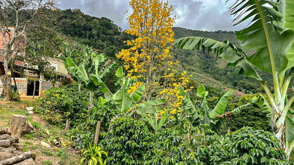 Edgar Gonzalez - Chiroso