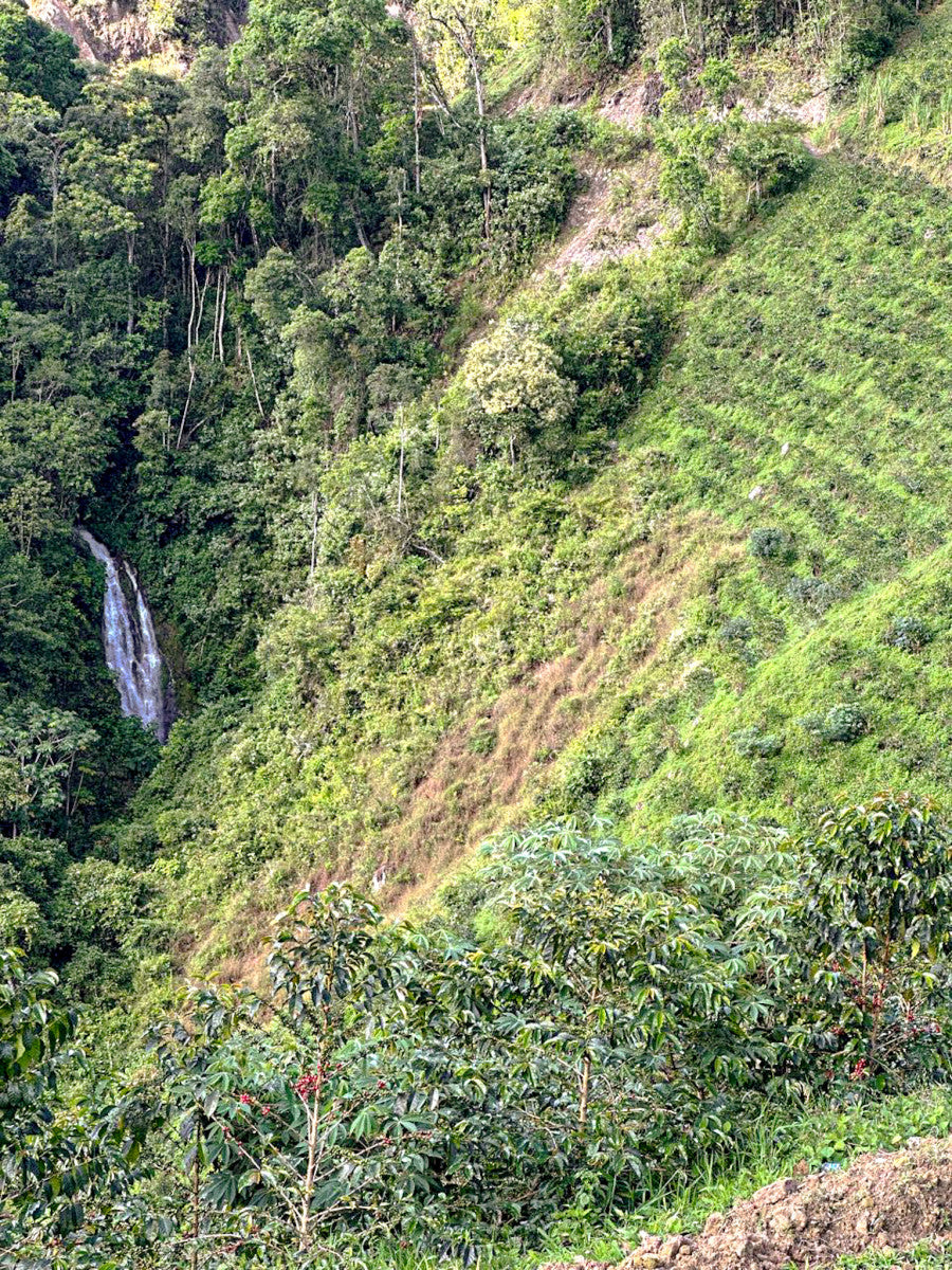 Victor Bonilla's Aruzi