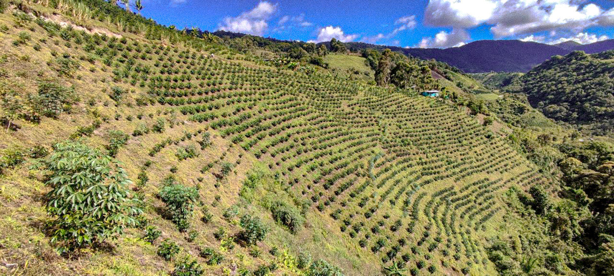 Victor Bonilla's Aruzi