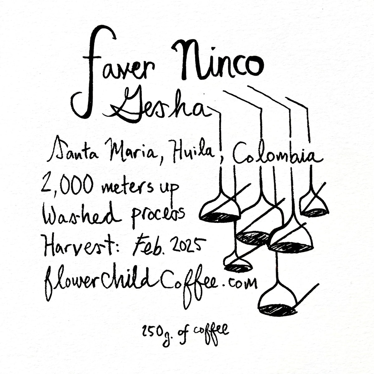 Photo of Faver Ninco - Gesha