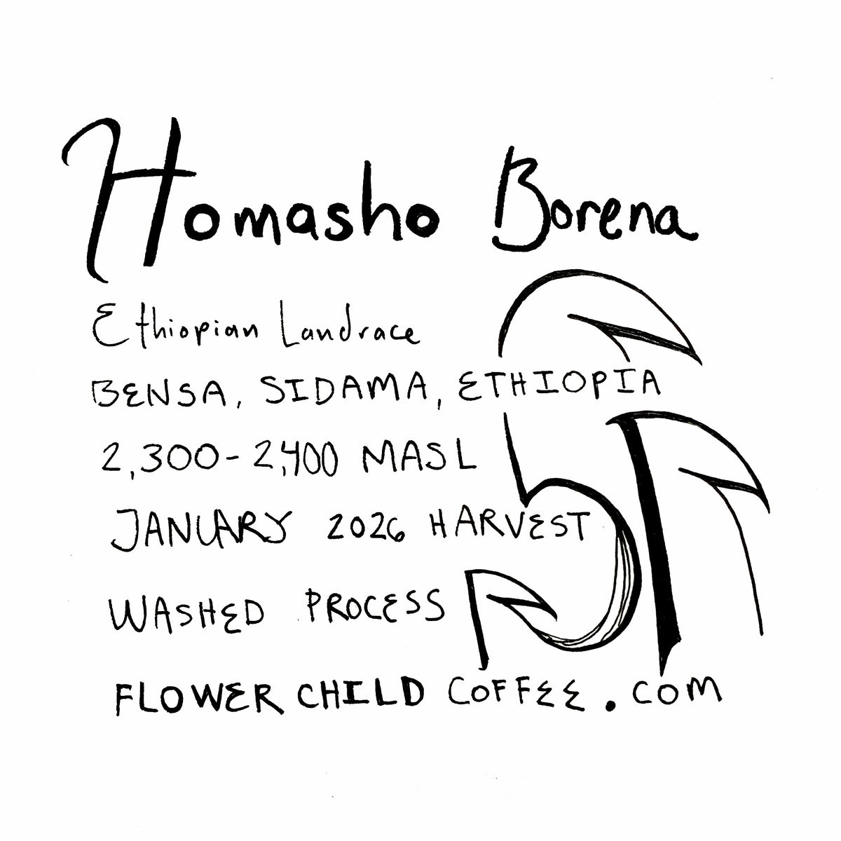 Homasho Borena