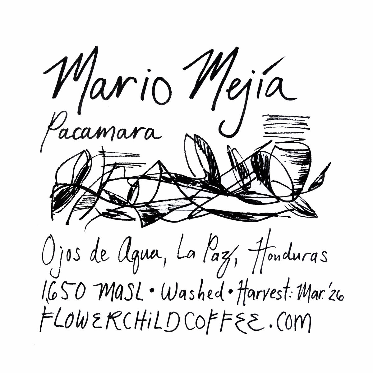 Photo of Mario Mejía - Pacamara