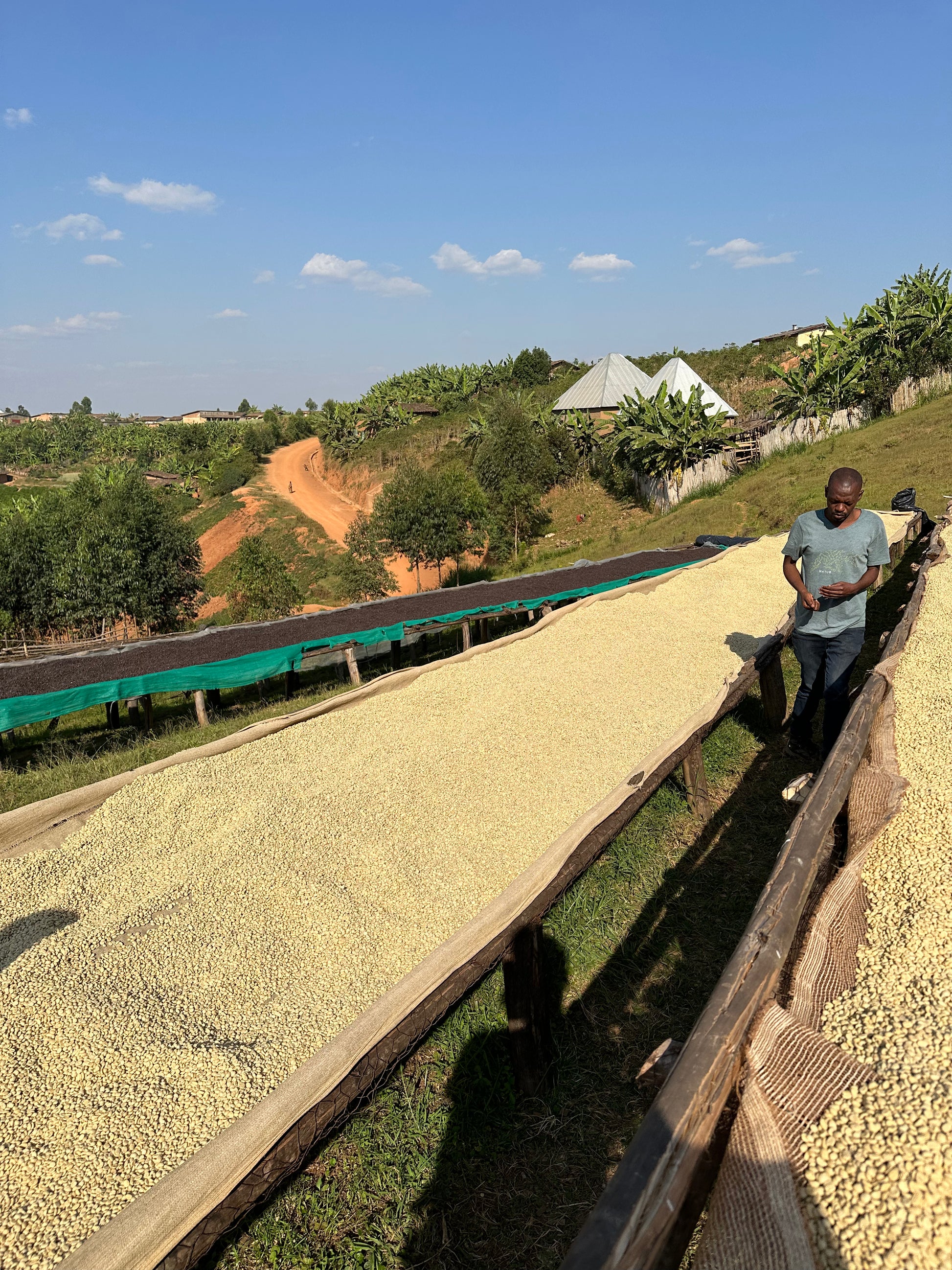 Man standing next to a large wooden platform with coffee beans spread out, with a scenic background of trees and buildings.