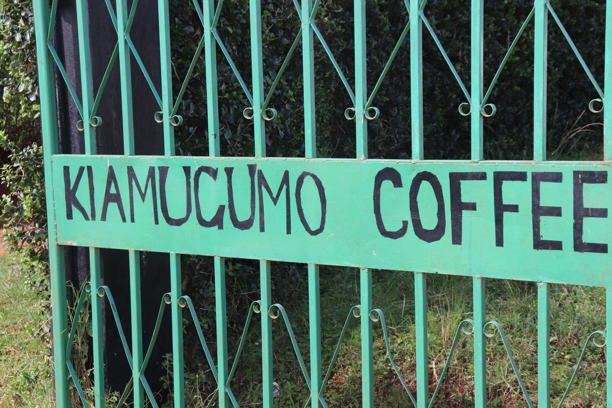 Kiamugumo