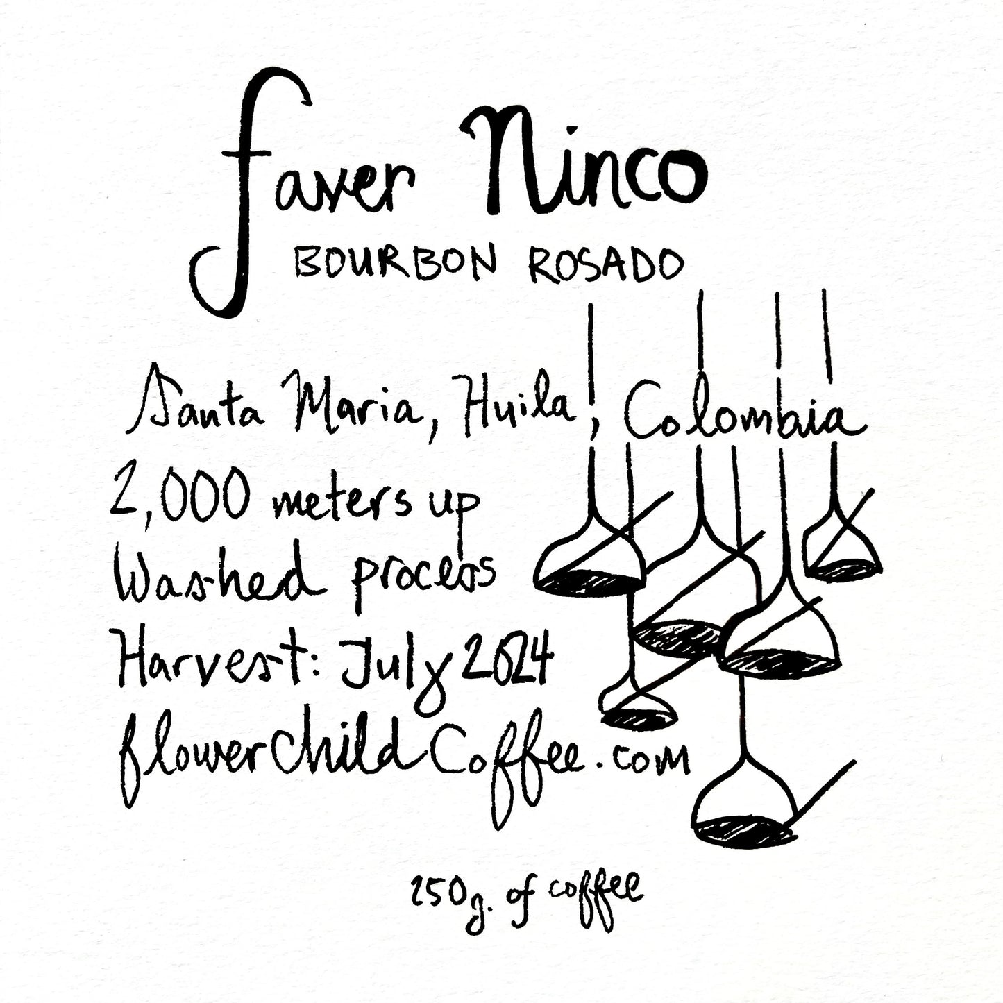 Faver Ninco