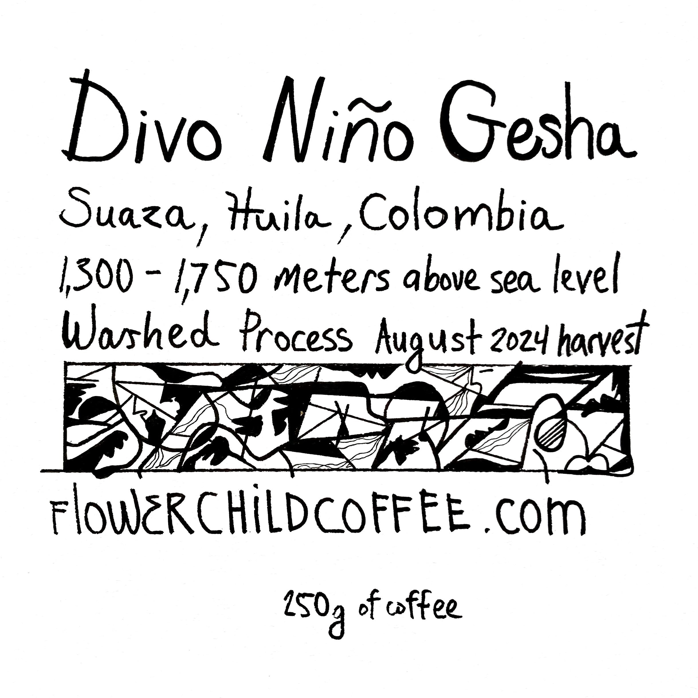 Photo of Divo Niño Gesha
