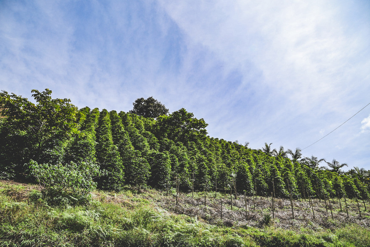 Santiago Caro - Chiroso