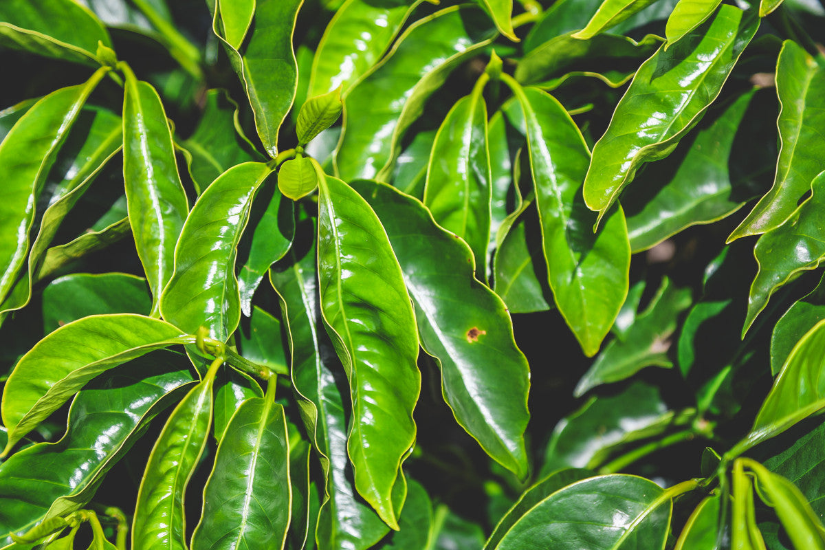 Santiago Caro - Chiroso