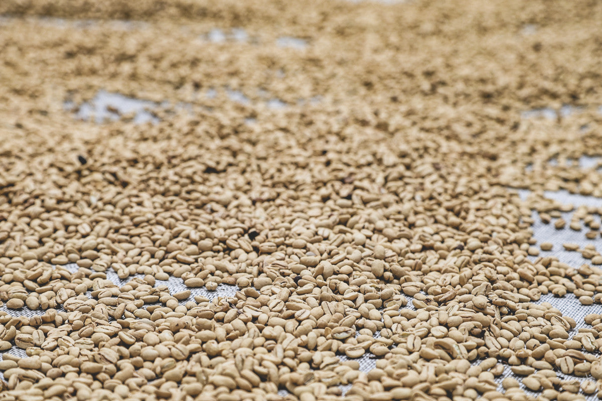 Santiago Caro - Chiroso