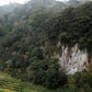Elida Estate Gesha