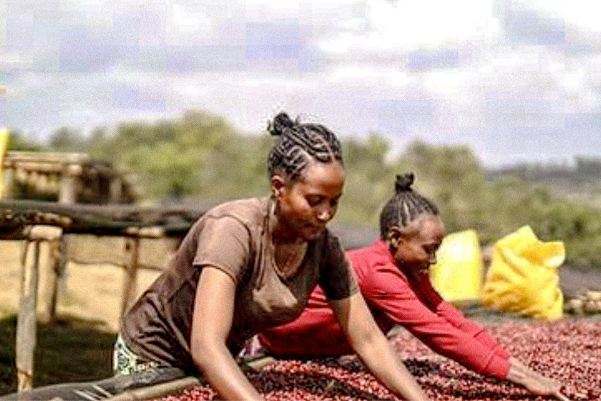 Othosololo - Honey Landrace