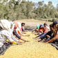 Othosololo - Honey Landrace