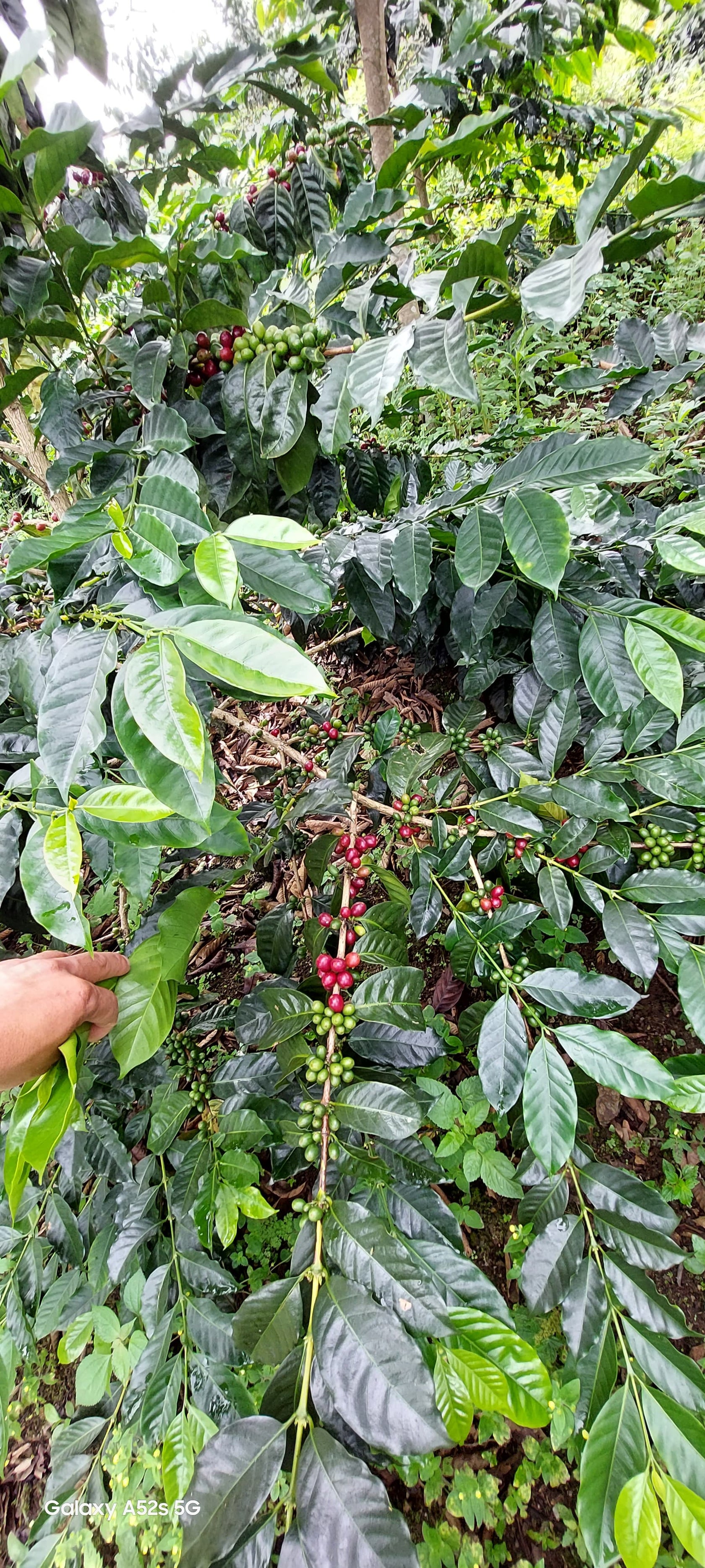 Manuel Marlo Bourbon FLOWER CHILD COFFEE