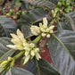 Karatu