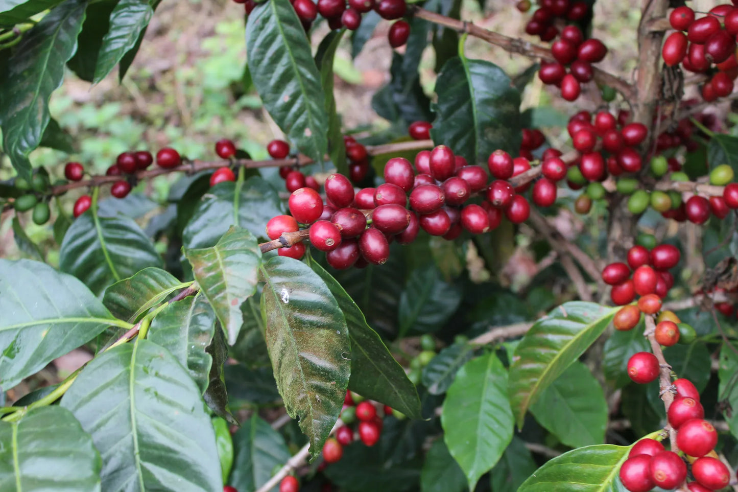 Arnaud Causse Pacamara