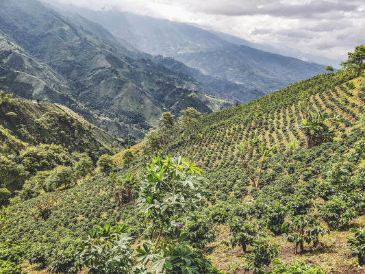El Paraiso Caturra