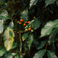 Gloria Cecilia - Chiroso