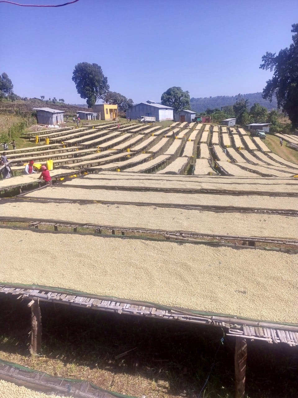 Yabitu Koba - Ethiopian Landrace
