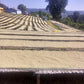 Yabitu Koba - Ethiopian Landrace