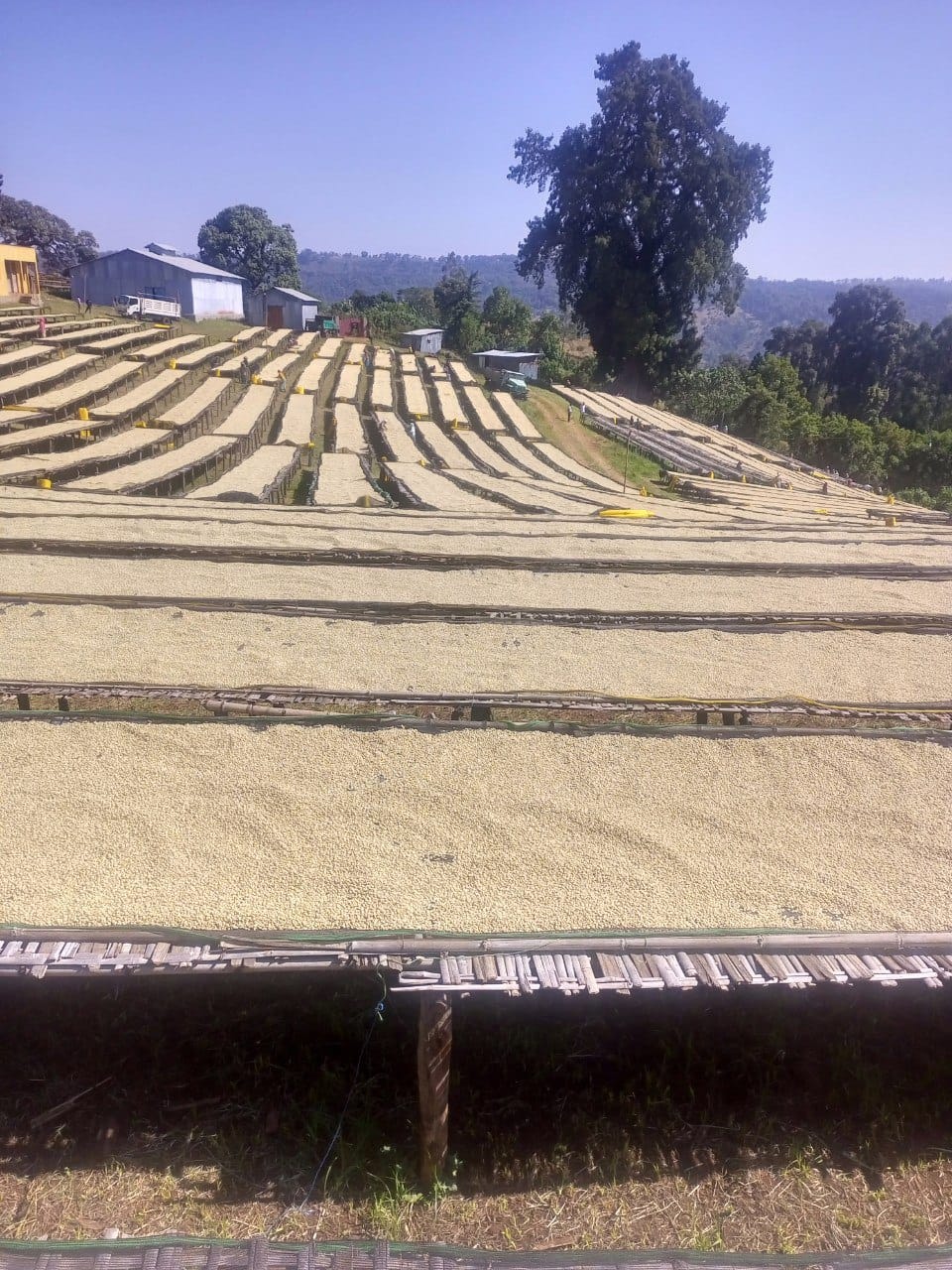 Yabitu Koba - Ethiopian Landrace