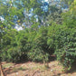 Yabitu Koba - Ethiopian Landrace