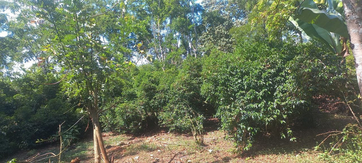 Yabitu Koba - Ethiopian Landrace